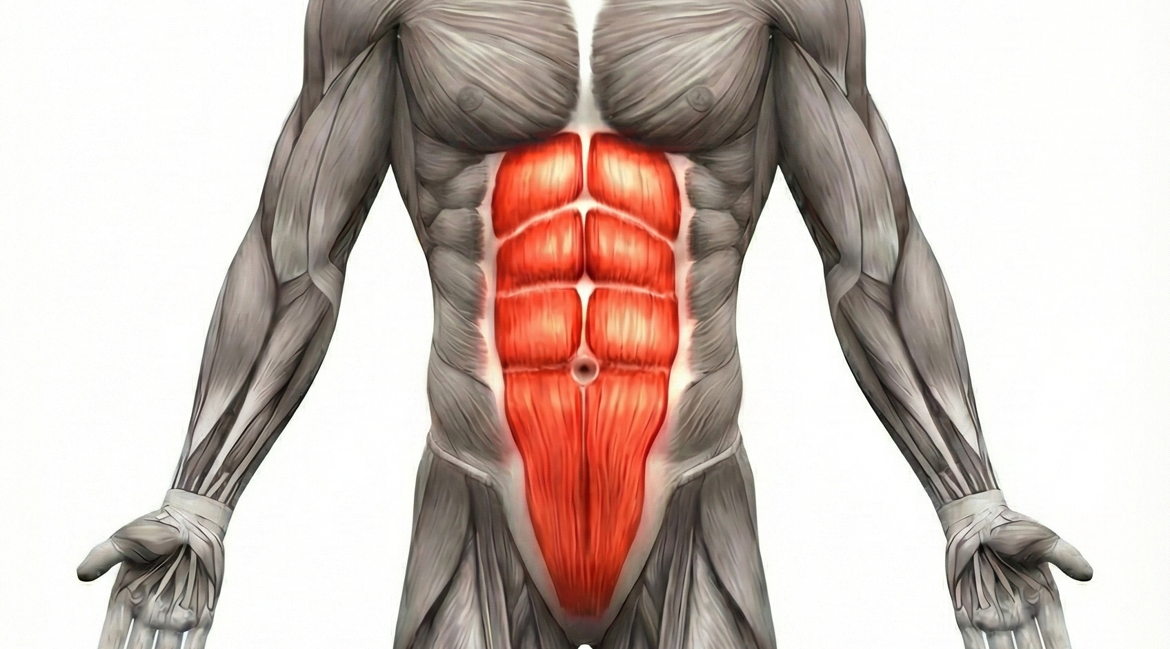 Abdominaux