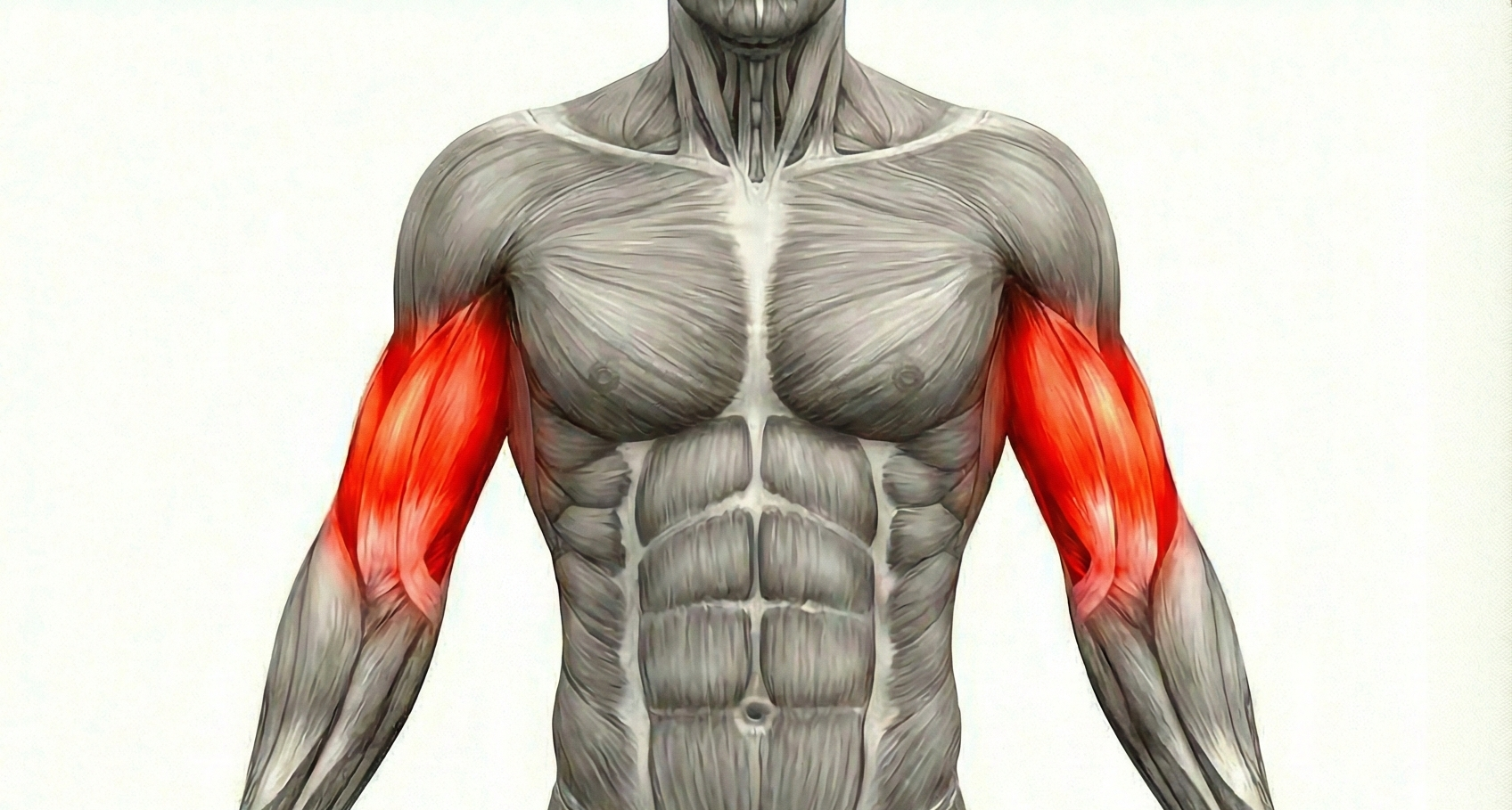 Biceps