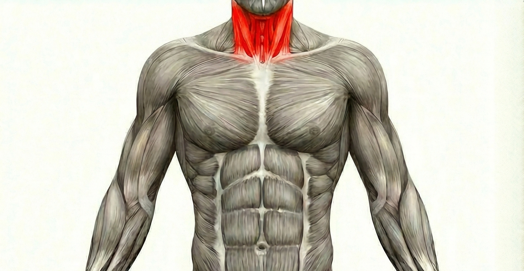 Cou