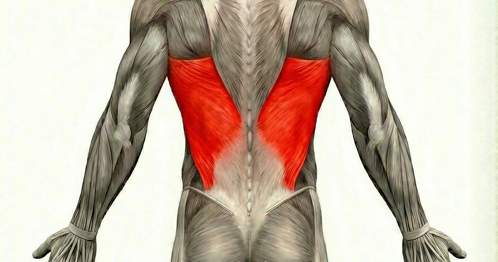 Grand dorsal
