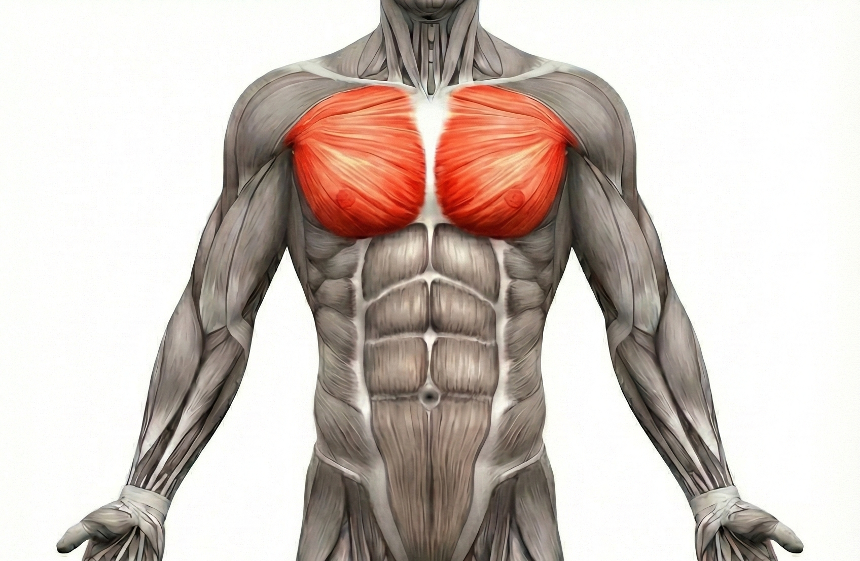 Pectoraux