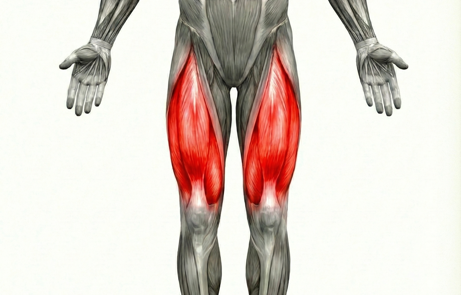 Quadriceps