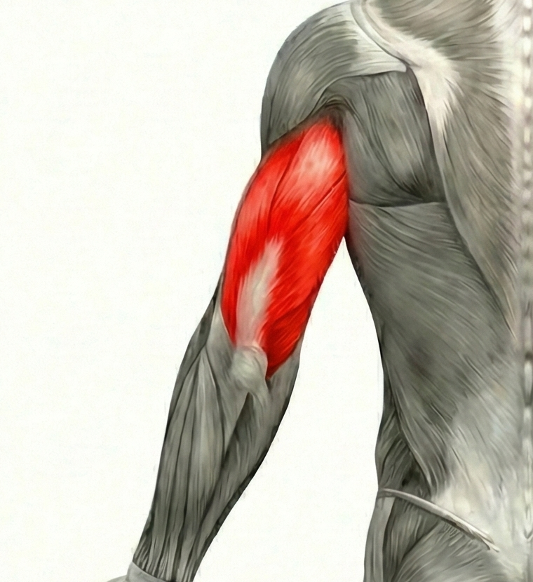 Triceps